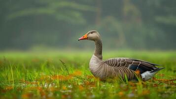 Graceful goose standing amidst lush green grass and soft rain in a tranquil natural setting photo