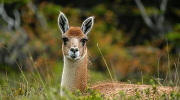 Close-up of a curious llama in a lush green landscape with blurred background foliage photo