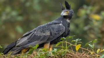Majestic bird of prey perched on foliage, showcasing its striking features in a lush environment photo