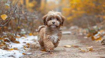 A small, fluffy puppy walking along a leaf-covered path in a vibrant autumn forest photo