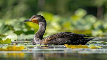A serene water scene featuring a duck gliding through lily pads on a tranquil pond photo