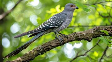 A vibrant gray bird perched on a branch amidst lush green foliage in a serene forest setting photo