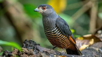 Colorful bird perched on a log in a lush forest, surrounded by vibrant foliage and natural scenery photo