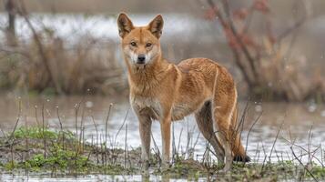 A wild dog stands gracefully in shallow water surrounded by lush greenery and distant trees photo