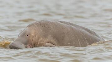 A serene river scene featuring a gentle manatee swimming gracefully through murky waters photo