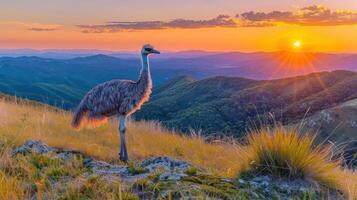A solitary emu standing on a rocky outcrop at sunset, overlooking rolling hills and vibrant sky photo