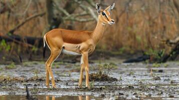 A graceful antelope stands in a wetland area, surrounded by dry vegetation and trees photo