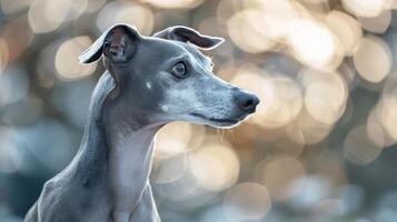Graceful grey dog with expressive eyes posed against a shimmering bokeh background outdoors photo