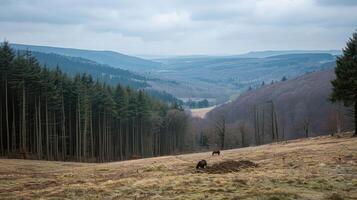 Scenic view of a forested valley with wildlife foraging in a serene landscape during overcast weather photo