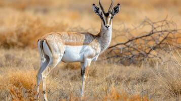 A graceful antelope standing in a golden grassland with sparse bushes under a clear sky photo