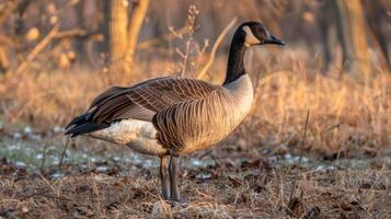 Majestic Canada Goose Standing in Golden Grass During Sunset with Soft Background Light photo