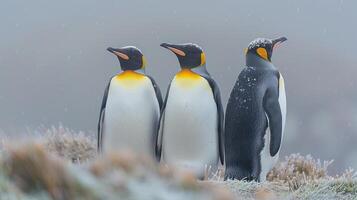Three king penguins standing in a snowy landscape, showcasing their vibrant colors and resilience photo