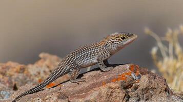 A lizard perched on a rock in a natural setting, showcasing its intricate patterns and colors photo