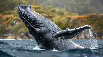Humpback whale breaching in a serene coastal environment with lush greenery in the background photo
