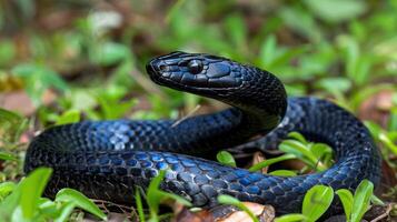 Black snake elegantly coiled on vibrant green grass in a lush forest, surrounded by nature photo