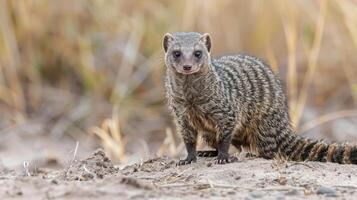 Striped mongoose standing alert in a natural habitat with blurred grass in the background photo