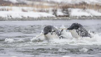 Two narwhals swimming together in a snowy landscape with splashes of water in the foreground photo