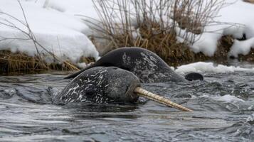 Two narwhals swimming in a snowy landscape, showcasing their unique tusks in the icy water photo