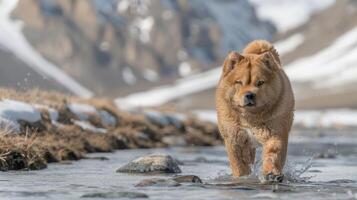 A Chow Chow dog wades through a snowy river, with mountains in the background and splashes around photo