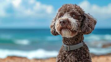 A playful dog with curly fur gazes thoughtfully at the ocean waves on a sunny beach photo