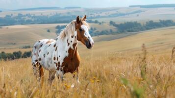 Beautiful spotted horse standing gracefully in a golden field under a bright sky photo