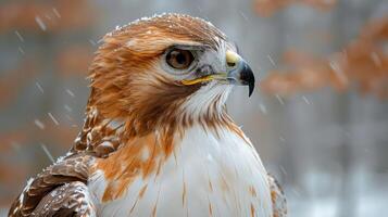 Close-up of a majestic hawk in a snowy forest, showcasing its sharp gaze and detailed feathers photo