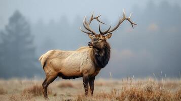 Majestic elk standing proudly in a misty meadow, surrounded by soft autumn foliage and trees photo