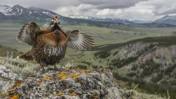 Majestic bird displaying its feathers on a rocky outcrop with a breathtaking mountainous backdrop photo