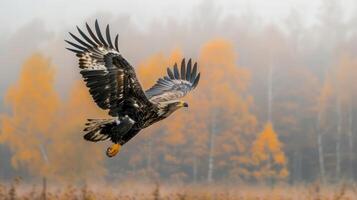 Majestic eagle soaring through a misty landscape with vibrant autumn foliage in the background photo