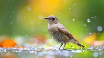 A small bird stands in a puddle during rainfall, surrounded by colorful autumn leaves in nature photo