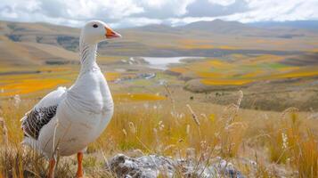 A serene goose standing in a vibrant, golden landscape with rolling hills and a lake in the background photo