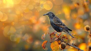 A starling perched on a branch with autumn leaves, surrounded by a soft, golden bokeh background photo