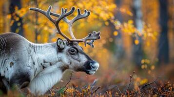 Majestic reindeer grazing in a vibrant autumn forest with colorful foliage in the background photo