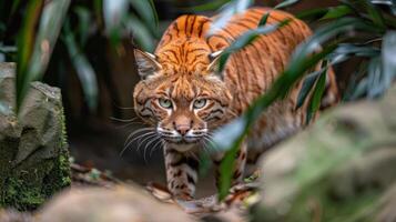 Majestic tiger prowling through lush greenery, showcasing its striking features and habitat photo