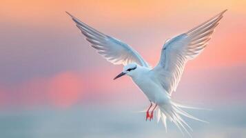 A graceful white bird soaring against a colorful sunset over a serene ocean backdrop photo