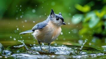 A small bird splashes in a serene pond, surrounded by lush greenery and gentle ripples photo