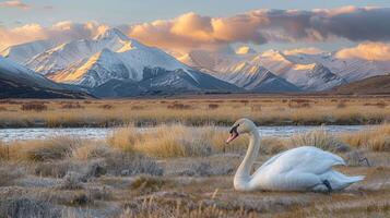 Majestic swan resting by a serene lake with snow-capped mountains and vibrant sunset photo