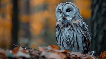 Majestic owl perched on fallen leaves in a serene autumn forest, surrounded by vibrant foliage photo