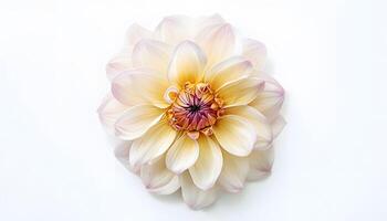 A white and pink flower is shown on a white background photo