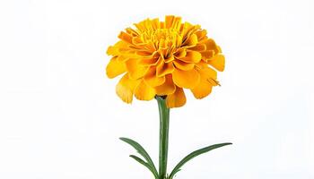 A yellow flower in a vase photo