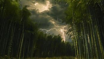 A dark forest with lightning and trees photo
