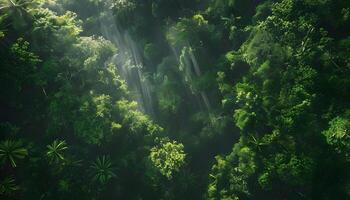 A view of the jungle from above photo