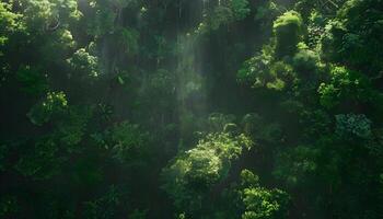 A forest with trees and sunlight shining through photo