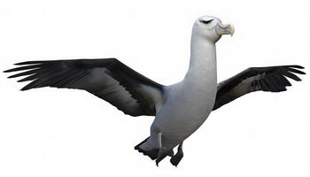 A large bird with wings spread out photo