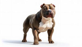 A dog standing on a white background photo