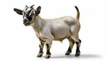 A goat is standing in front of a white background photo