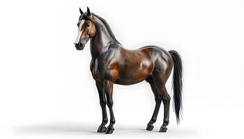 A horse is standing on a white background photo