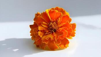 An orange flower is shown on a white surface photo
