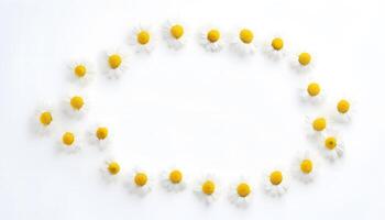 White daisies arranged in a circle on a white background photo