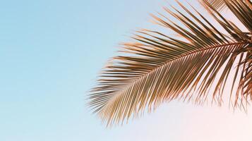 tranquility simple palm tree photo